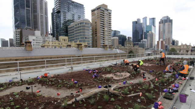 City of Melbourne – Green Our Rooftop